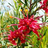Vibrant red Grevillea 'Splendour' flowers with yellow accents blooming among green foliage in a Grevillea 'Splendour' 6" Pot.