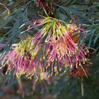 Colorful Grevillea 'Winpara Gold' flowers amidst needle-like foliage in a Grevillea 'Winpara Gold' 6" Pot.