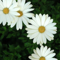 Three Osteospermum 'White Lightning' African Daisy flowers with yellow centers against a green leafy background.