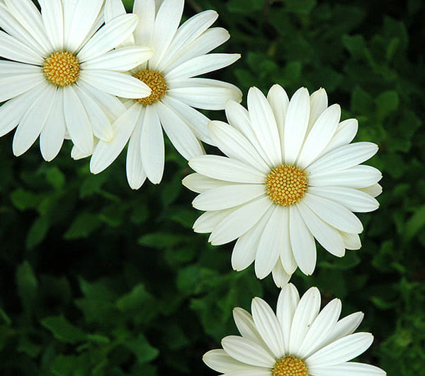Three Osteospermum 'White Lightning' African Daisy flowers with yellow centers against a green leafy background.