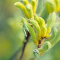 Close-up of young Anigozanthos 'Kermit' Kangaroo Paw 6" Pot plant shoots with fine hairs on a blurred green background.