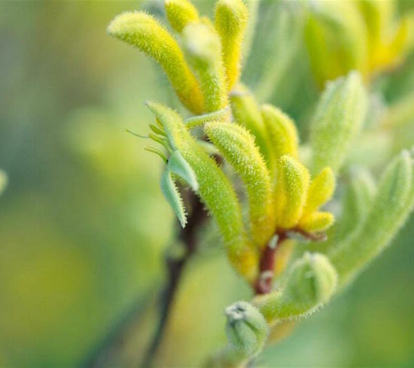 Close-up of young Anigozanthos 'Kermit' Kangaroo Paw 6" Pot plant shoots with fine hairs on a blurred green background.