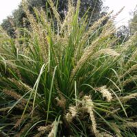 The Lomandra 'Katrinus Deluxe' PBR 6" Pot features dense green grass with tall, narrow leaves and sporadic beige flower clusters. Set against a backdrop of dark foliage and a partly cloudy sky, it adds elegance to any landscape.