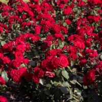 rosa floribunda europeana rose red roses mass planted