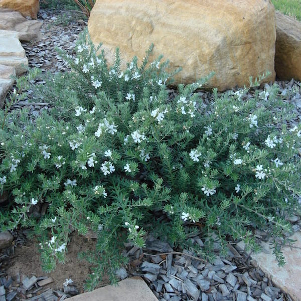 Sentence with Product Name: Westringia fruticosa 'Mundi™' 6" Pot with small white flowers growing among gray gravel and between large rocks in a garden setting, sold in a 6" pot.