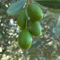 Green olives growing on a branch of an Olea 'Paragon' Olive Tree.