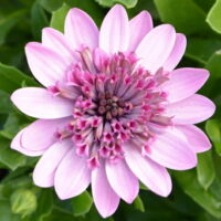 A close-up of an Osteospermum '3D Pink' African Daisy 6" Pot flower, with a green leafy background.