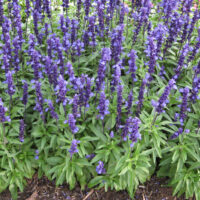 Salvia "Velocity Blue"