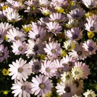 A dense cluster of pale pink and white Osteospermum 'Serenity™ Spring Day' African Daisy flowers bathed in sunlight.