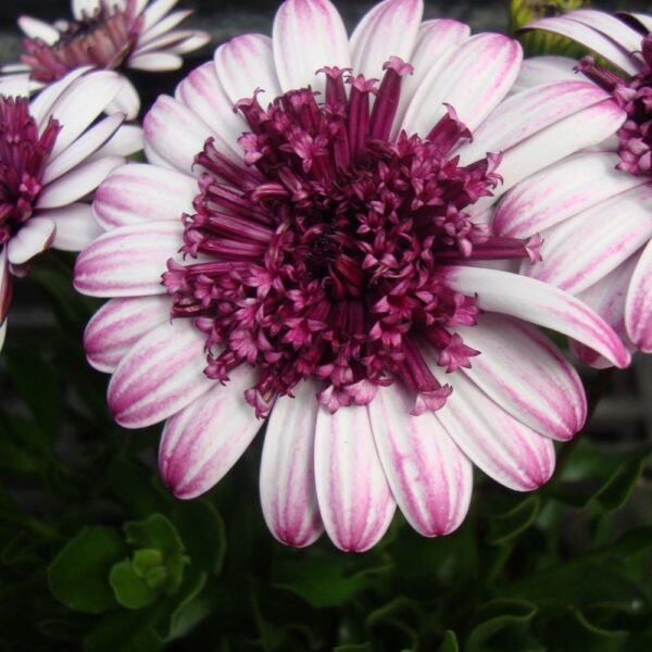 A close-up of an Osteospermum '3D Violet Berry' African Daisy 6" Pot, with a dense cluster of dark purple petals in the center.