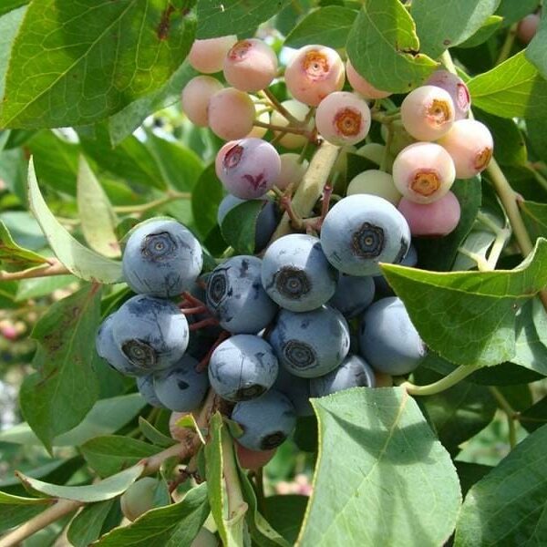 Blueberry 'Vaccinium Brightwell' at various stages of ripeness on the plant, growing in a Vaccinium 'Brightwell' Blueberry 6" Pot.