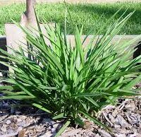 A dense green tuft of Dianella 'Streetscape™' Flax Lily in a 6" pot thrives in a garden bed surrounded by mulch and bordered by wooden planks.
