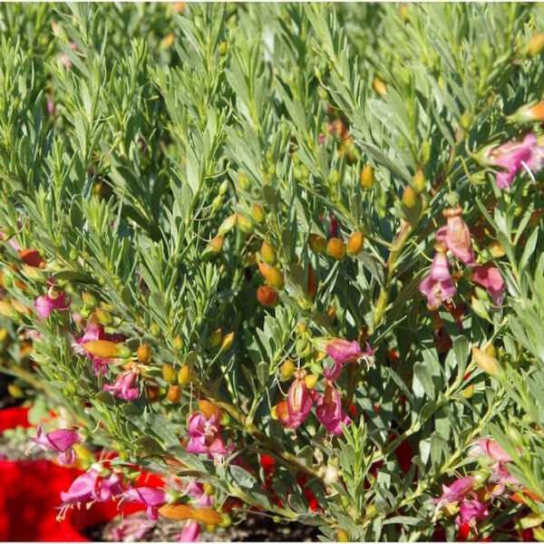 Lush green shrub with Eremophila 'Fairy Floss' pink and orange blossoms under sunlight.