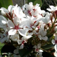 Cluster of white Indian Hawthorn 'Cosmic White' blossoms with reddish centers in sunlight.
