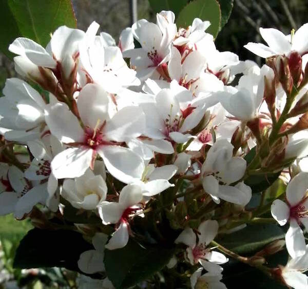 Cluster of white Indian Hawthorn 'Cosmic White' blossoms with reddish centers in sunlight.