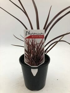 A Phormium 'Bronze Baby' Flax 6" Pot with long, narrow, reddish-brown leaves and a label stating "Phormium Bronze Baby," displayed against a plain background.