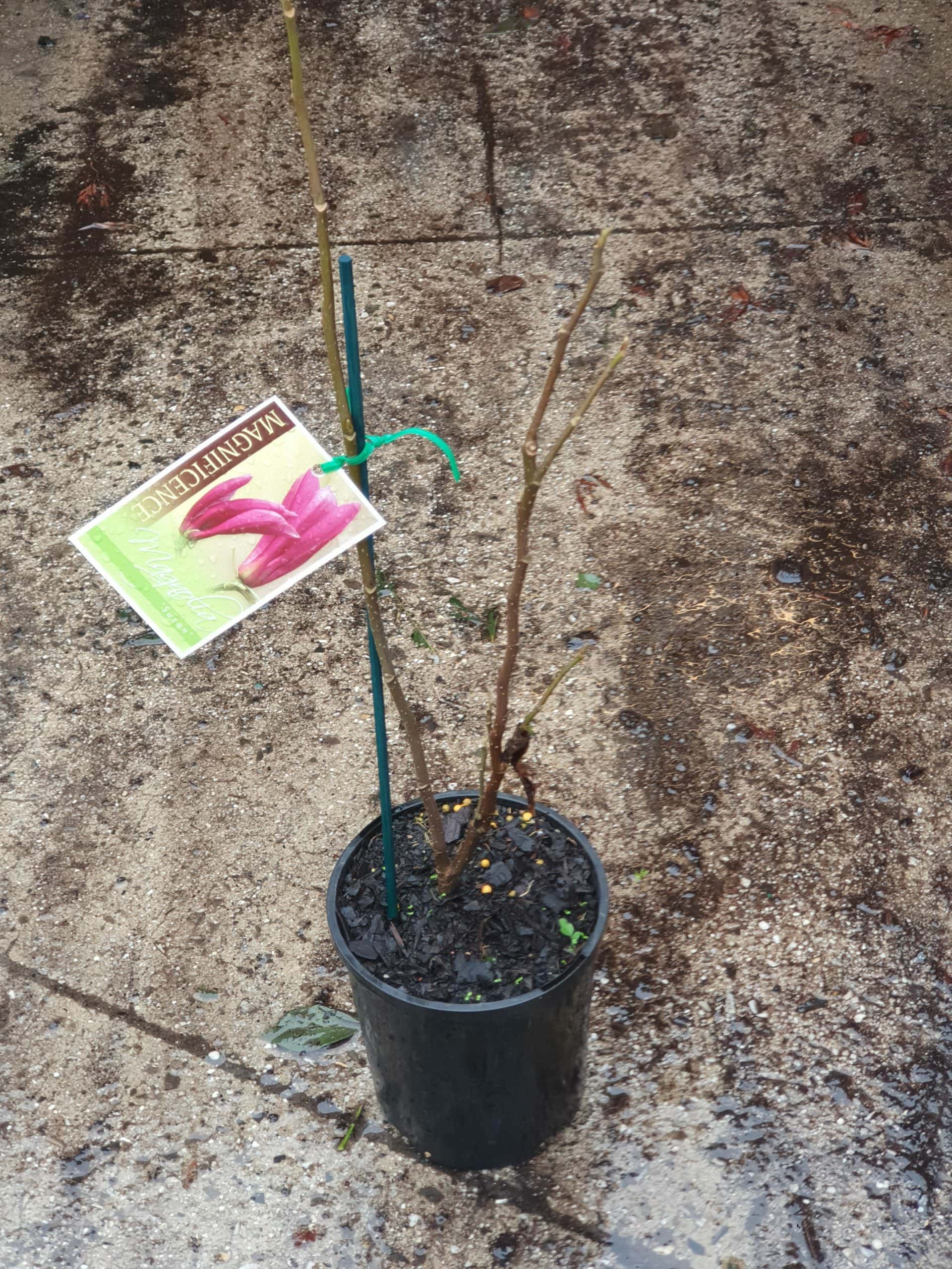 A Magnolia 'Susan' 6" Pot plant, with a few stems and a label, set on a wet concrete surface.