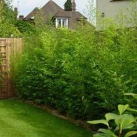 Lush green backyard garden with overgrown Bambusa multiplex 'Japanese Hedging' Bamboo 8" Pot shrubs and a trellis against a wooden fence.