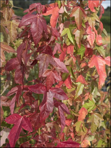 Acer 'Trident' Japanese Maple - Image 3