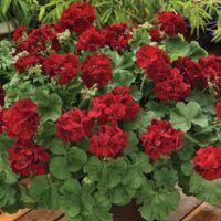 A vibrant display of red geraniums, including the Geranium 'Big Burgundy' 6" Pot, with lush green leaves in a 6" pot, surrounded by other plants in a garden setting.
