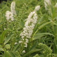 Close-up of white Magnolia 'Vulcan' flowers with elongated petals and lush green foliage surrounding them. The flowers are growing in dense clusters and appear to be thriving in their natural habitat.
