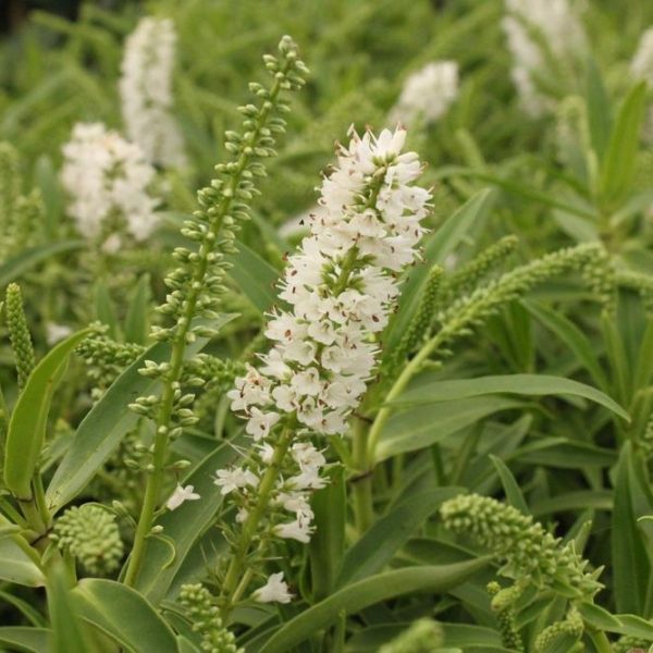 Close-up of white Magnolia 'Vulcan' flowers with elongated petals and lush green foliage surrounding them. The flowers are growing in dense clusters and appear to be thriving in their natural habitat.