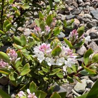 Close-up of a Magnolia 'Vulcan' plant with white and pink flower clusters amid green leaves, set against a background of variously sized gray and brown stones.