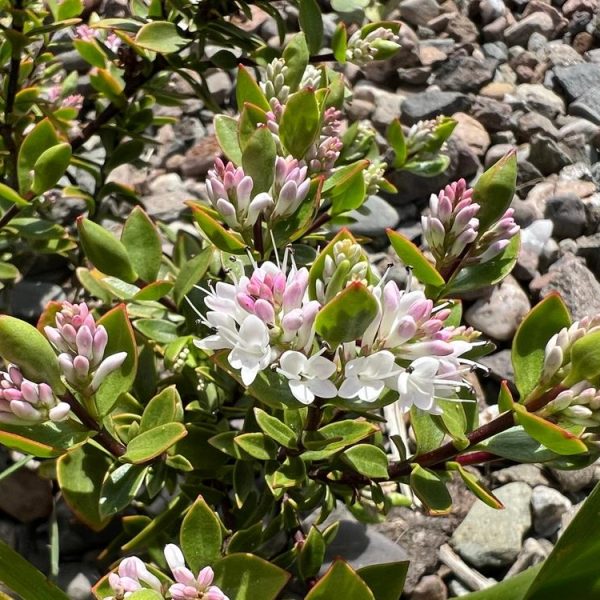 Close-up of a Magnolia 'Vulcan' plant with white and pink flower clusters amid green leaves, set against a background of variously sized gray and brown stones.
