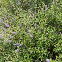 Dense green foliage with numerous small purple flowers scattered throughout, reminiscent of a Magnolia 'Vulcan' plant in full bloom.