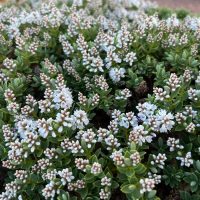 Close-up of a dense cluster of small, white flowers with green foliage. The rounded buds, part of a vibrant Magnolia 'Vulcan', are set against a blurred background.
