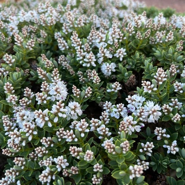 Close-up of a dense cluster of small, white flowers with green foliage. The rounded buds, part of a vibrant Magnolia 'Vulcan', are set against a blurred background.