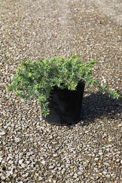 A potted Juniperus conferta 'Shore Juniper' plant in a 6" pot on a gravel surface.