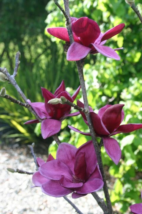 Deep pink Magnolia 'Genie' 13" Pot flowers blooming on a branch, with a blurred green garden background.