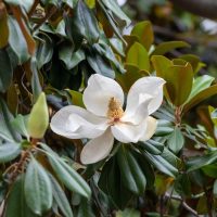 A close-up of a white magnolia flower in bloom surrounded by green leaves and Magnolia 'Vulcan'-like precision in its intricate petals.
