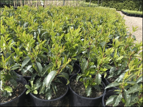 Prunus 'Portuguese Laurel' 8" Pot - Image 3