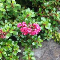 The Escallonia 'Newport Dwarf' in a 6" pot showcases small pink flowers against lush green leaves, adding a vibrant touch to any space with its striking contrast on the grey stone surface.