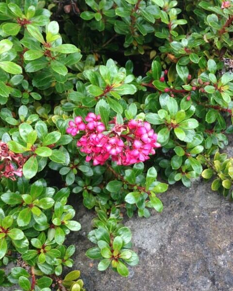 The Escallonia 'Newport Dwarf' in a 6" pot showcases small pink flowers against lush green leaves, adding a vibrant touch to any space with its striking contrast on the grey stone surface.