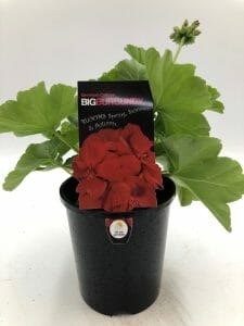 A Geranium 'Big Burgundy' in a 6" black pot, featuring green leaves and a label indicating its rich burgundy blooms.