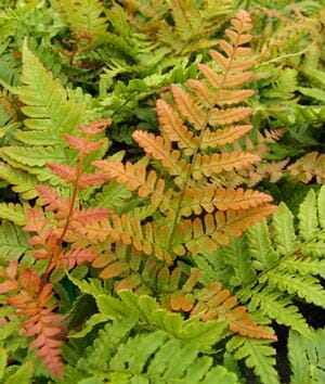 A close-up image of vibrant green and orange Dryopteris 'Autumn Fern' 6" Pot leaves, displaying intricate leaf patterns and textures.