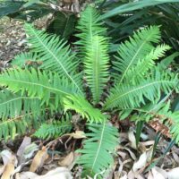 Fishbone Water Fern