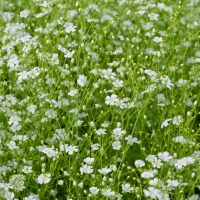 Gypsophila babys breathe white. Small delicate white star shaped flowers with green stems
