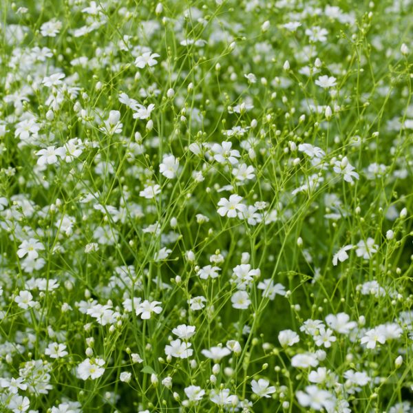Gypsophila babys breathe white. Small delicate white star shaped flowers with green stems