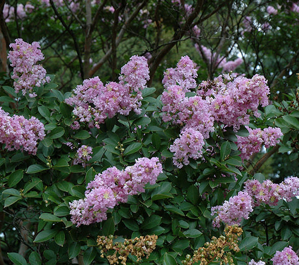 Crepe Myrtle Yuma