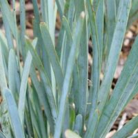 Close-up of the smooth, pointed leaves of Lomandra 'Blue Ridge™' in a 6" pot. The vibrant green contrasts against scattered brown leaves, echoing the natural beauty of Blue Ridge landscapes.