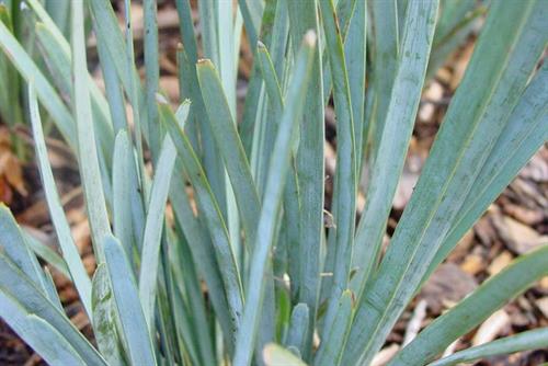 Close-up of the smooth, pointed leaves of Lomandra 'Blue Ridge™' in a 6" pot. The vibrant green contrasts against scattered brown leaves, echoing the natural beauty of Blue Ridge landscapes.