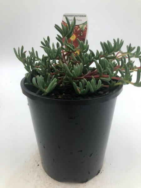 Mesembryanthemum 'Red' Pig Face 6" Pot - Image 2