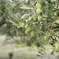 Mediterranean Midget Olive Tree with green fruits growing off the branches Olea europaea edile fruting tree or hedge