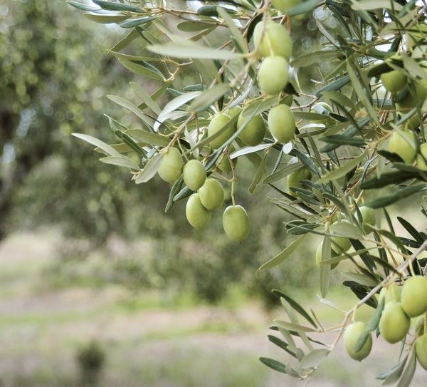 Mediterranean Midget Olive Tree with green fruits growing off the branches Olea europaea edile fruting tree or hedge