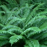 Japanese Sword Fern