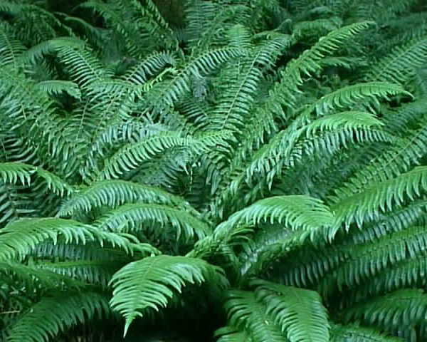 Japanese Sword Fern